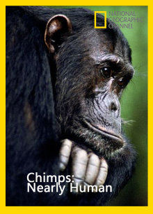 人类近亲黑猩猩