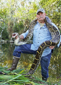 外来入侵者：大沼泽地里的蟒蛇