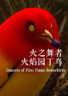 火之舞者：火焰园丁鸟
