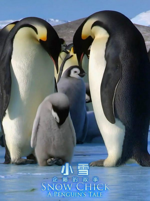 雪宝-一个小企鹅的故事