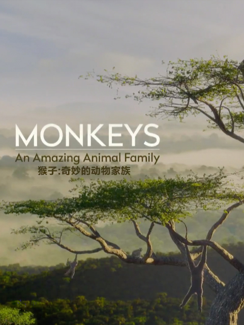 猴子：奇妙的动物家族