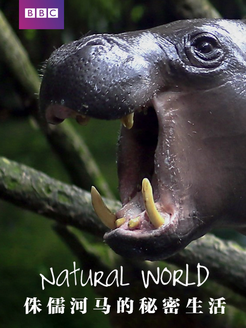 自然世界：侏儒河马的秘密生活
