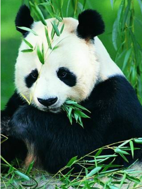 自然世界:拯救大熊猫