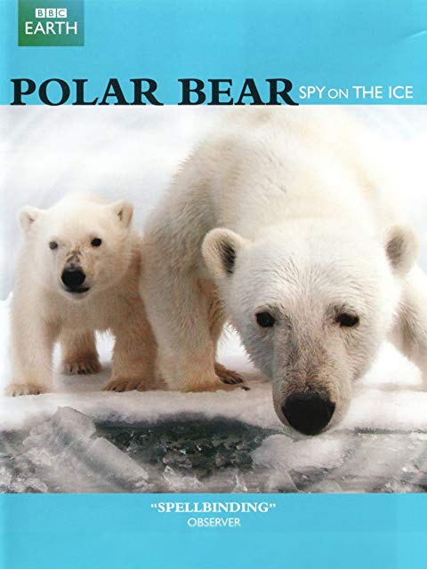 北极熊:冰上侦探