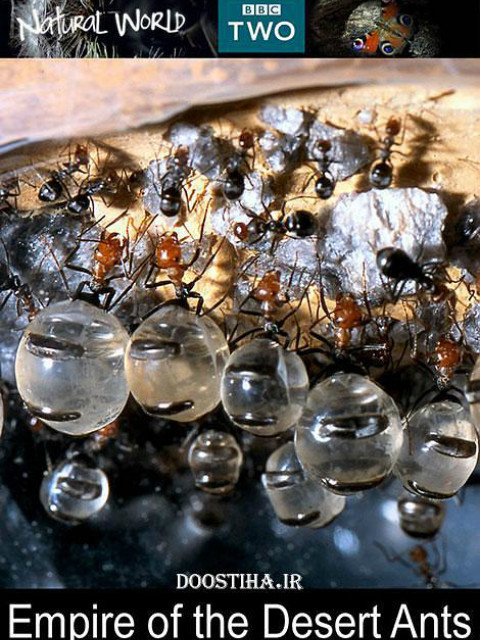 自然世界:蚂蚁帝国兴衰记
