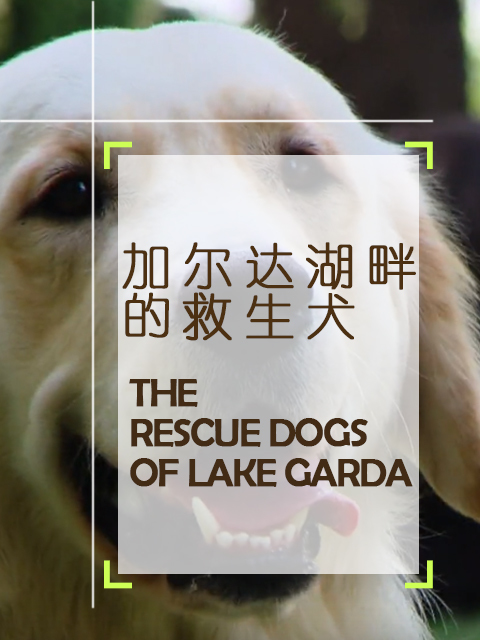 加尔达湖畔的救生犬