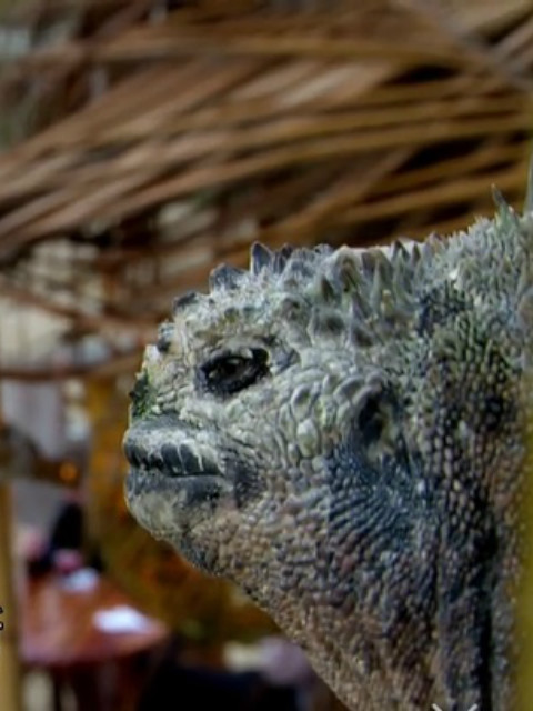 自然世界:加拉帕戈斯群岛的变化